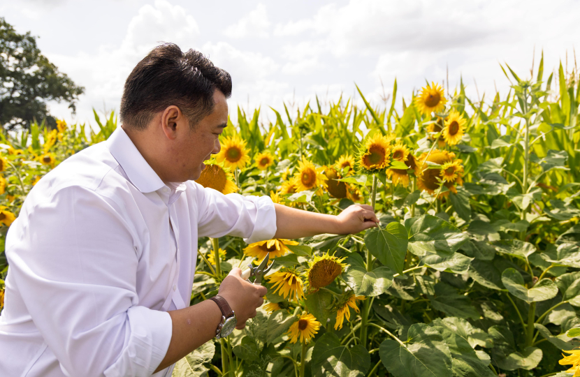 Local MP Alan Mak visits Sam's Sunflowers summer attraction on Hayling Island