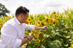 Local MP Alan Mak visits Sam's Sunflowers summer attraction on Hayling Island