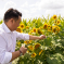 Local MP Alan Mak visits Sam's Sunflowers summer attraction on Hayling Island